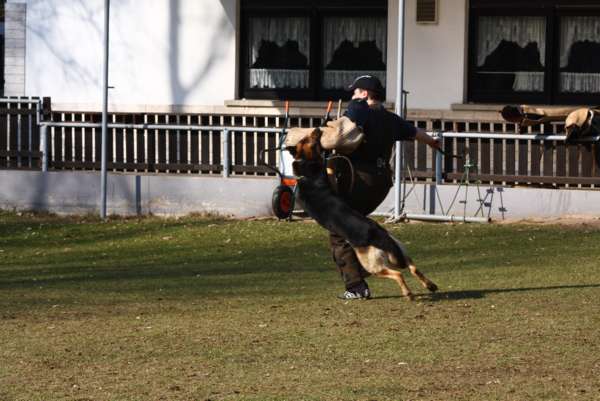 C Dasty kurze Flucht Kahl.jpg